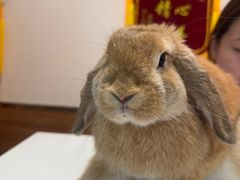 -瑞派·关忠动物医院·异宠专科·犬猫肿瘤·皮肤专科(望京店)