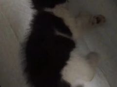 -子乐宠物医院
