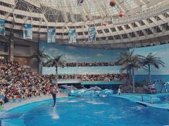 -海合安成都极地海洋公园