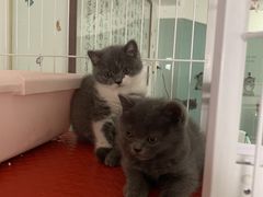 -我爱猫咪·猫咖·狗咖·安哥拉兔·羊驼咖(小寨华旗店)