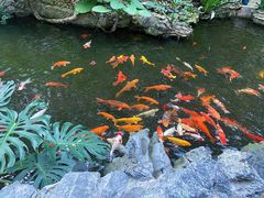 -白天鹅宾馆-宏图府餐厅