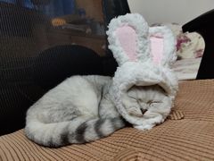 -lincat·猫舍(广州店)