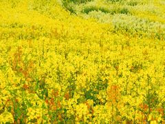 -三圣花乡旅游区