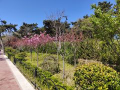 -八大关景区
