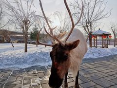 -北京鹿世界主题园