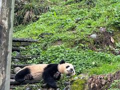 -中国大熊猫保护研究中心雅安碧峰峡基地