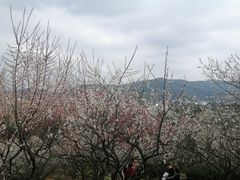 -香雪海