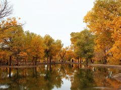 -金塔沙漠胡杨林景区