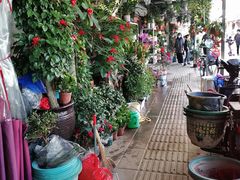 -溪岸路花鸟市场