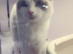 -喵的天空名猫咖啡馆·撸猫·猫舍·用品