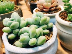-双季花艺园艺市场(浦东店)