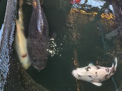 -蓝湾碧波·老字号·疍家非遗海上餐厅
