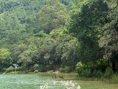 -广州白江湖森林公园