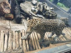 -昆明动物园