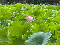 -莲湖公园