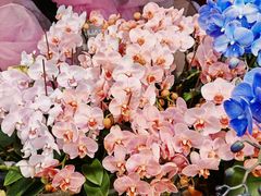 -双季花艺园艺市场(浦东店)