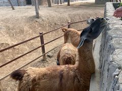 -石家庄市动物园