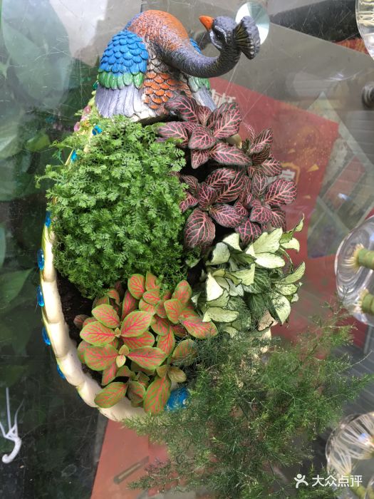 雁锦花卉市场图片