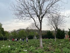 -合肥三国新城遗址公园