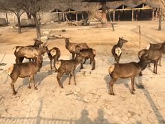 -石家庄市动物园