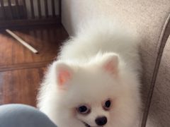 -贝利宠物医院·骨科·眼科·肿瘤转诊中心(南坪诊疗中心)