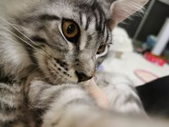 -Bastet sally猫舍购宠(静安店)