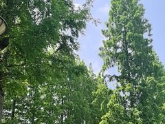 -黄海国家森林公园