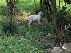 -马陆小张葡萄园农家乐