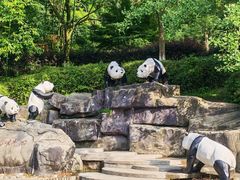 -都江堰中华大熊猫苑