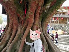 -福建土楼（华安）旅游区•大地土楼群