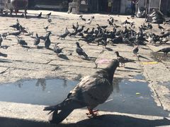 -槟城观音庙(Goddess of Mercy)