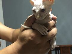 -瑞派雷欧宠物医院·中兽医·眼科·急重症转诊中心(黄台店)