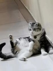 -卡尔诗·科技美肤连锁