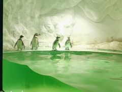 -北戴河圣蓝海洋公园