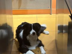 -MARSMART PETS火星宠物超市(1733店)