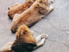 -大连森林动物园