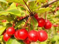 -大兴滨河森林公园