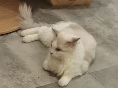 -楼上猫咖(罗湖店)