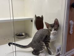 -十年猫舍·猫咪专门店(普陀店)
