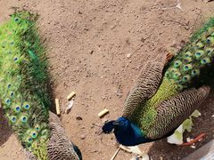 -长白岛森林公园