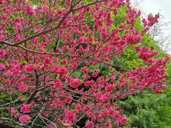 -鲁山国家森林公园