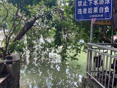 -小洲村