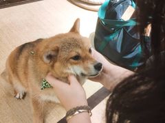 -逗柴咖啡屋·狗咖猫咖宠物桌游