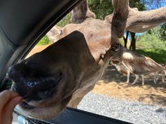 -北京野生动物园