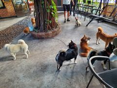 -柴犬高等学院·狗咖·柴犬售卖·宠物训练