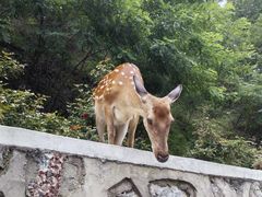 -大连森林动物园