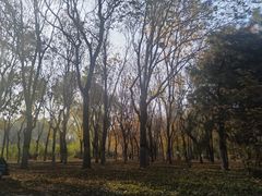 -大兴滨河森林公园