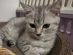 -伟伟宠物医院·瑞派猫友好医院·猫科(光谷店)