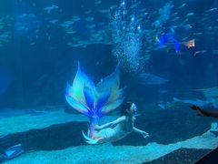 -海合安成都极地海洋公园