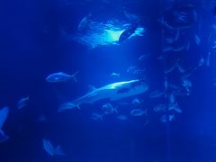 -烟台海昌鲸鲨海洋公园